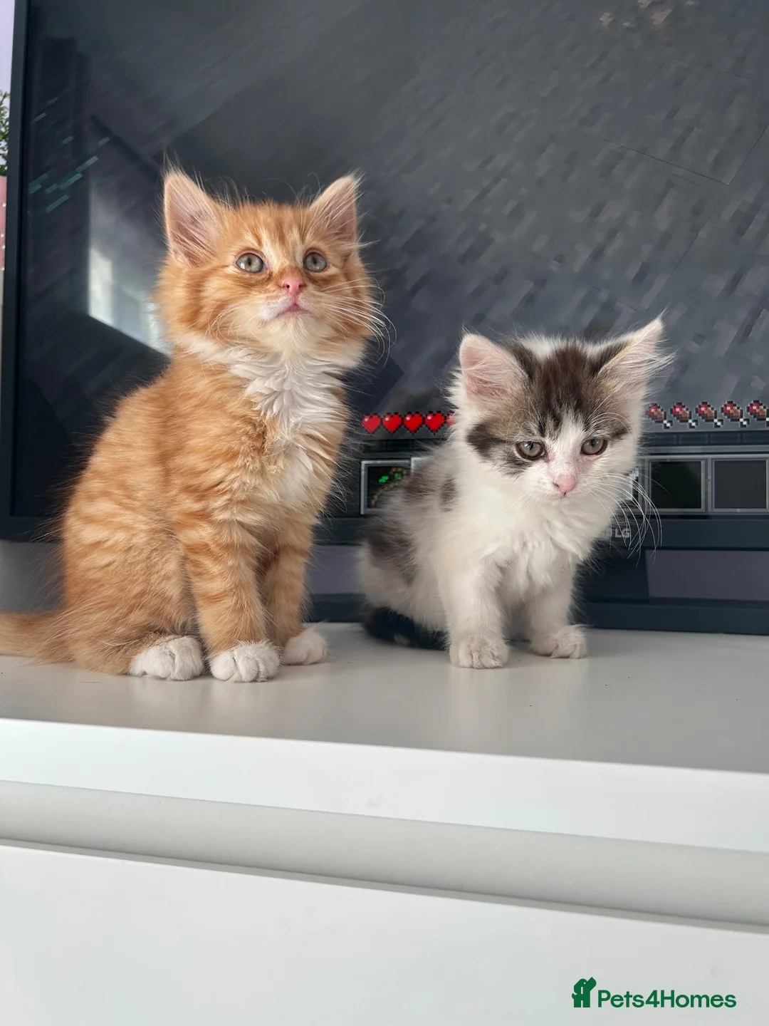 Siberian cats for sale:     Beautiful Siberian Cross Kittens - Advert 2