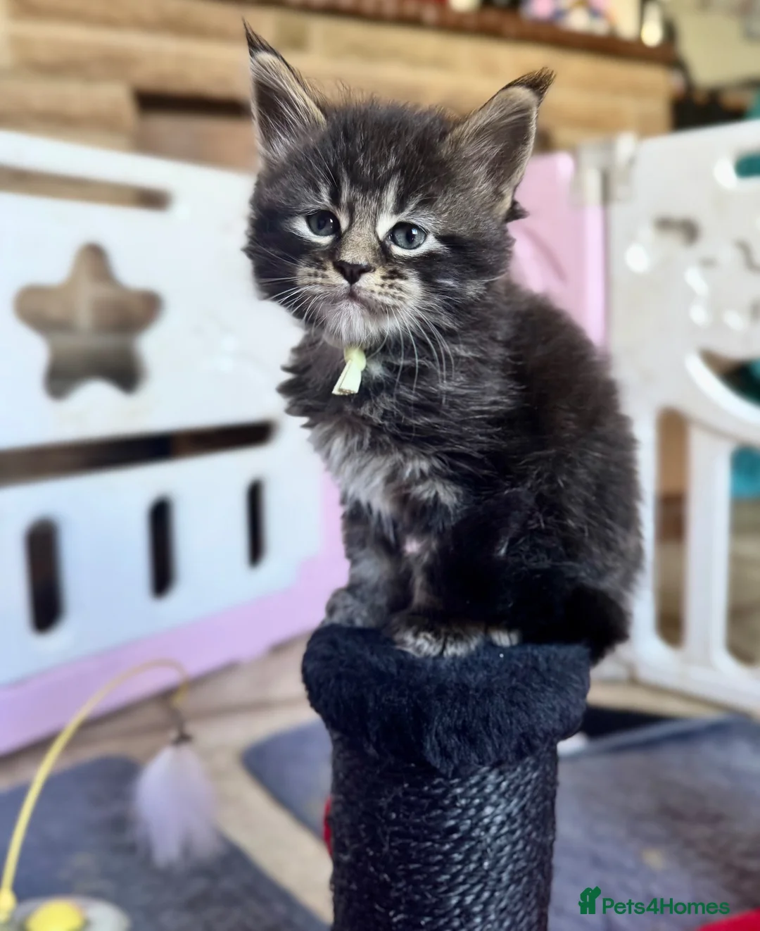 Maine Coon cats for sale: ACTIVE tica Maine coon kittens - Advert 2