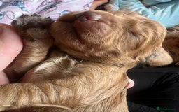 Cockapoo dogs for sale: Beautiful cockerpoo puppies  - Image 6