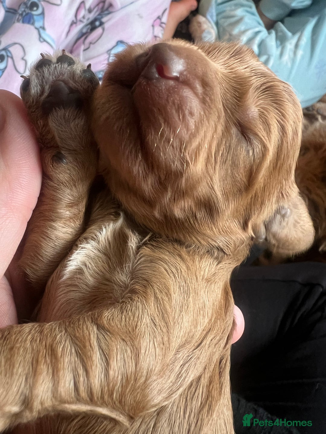 Cockapoo dogs for sale: Beautiful cockerpoo puppies  - Image 6