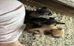 Frug dogs for sale: Pug cross frenchie - Image 6