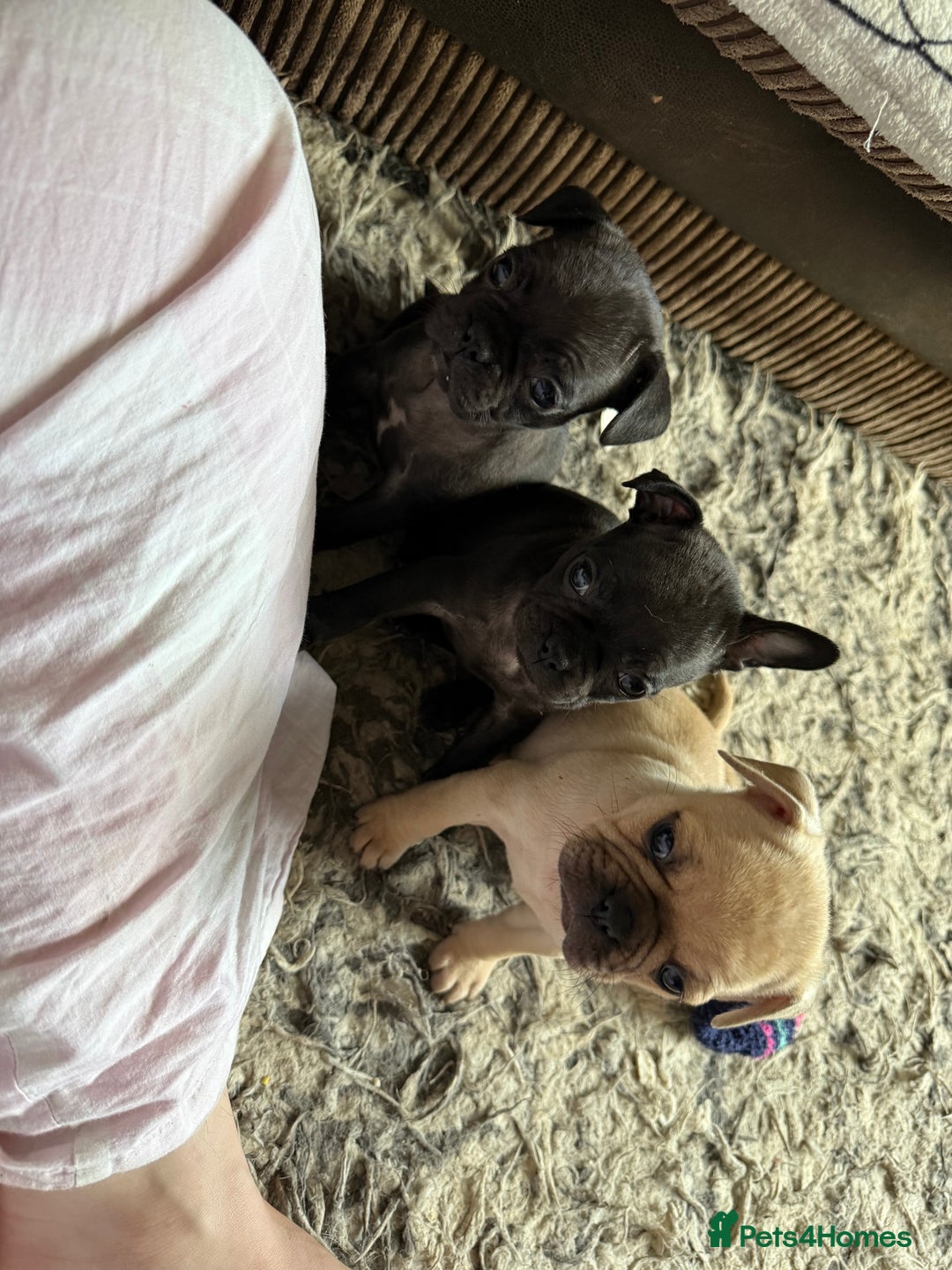 Frug dogs for sale: Pug cross frenchie - Image 6