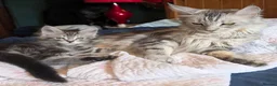 Maine Coon cats for sale: Maine Coon Kittens for Sale - Advert 3
