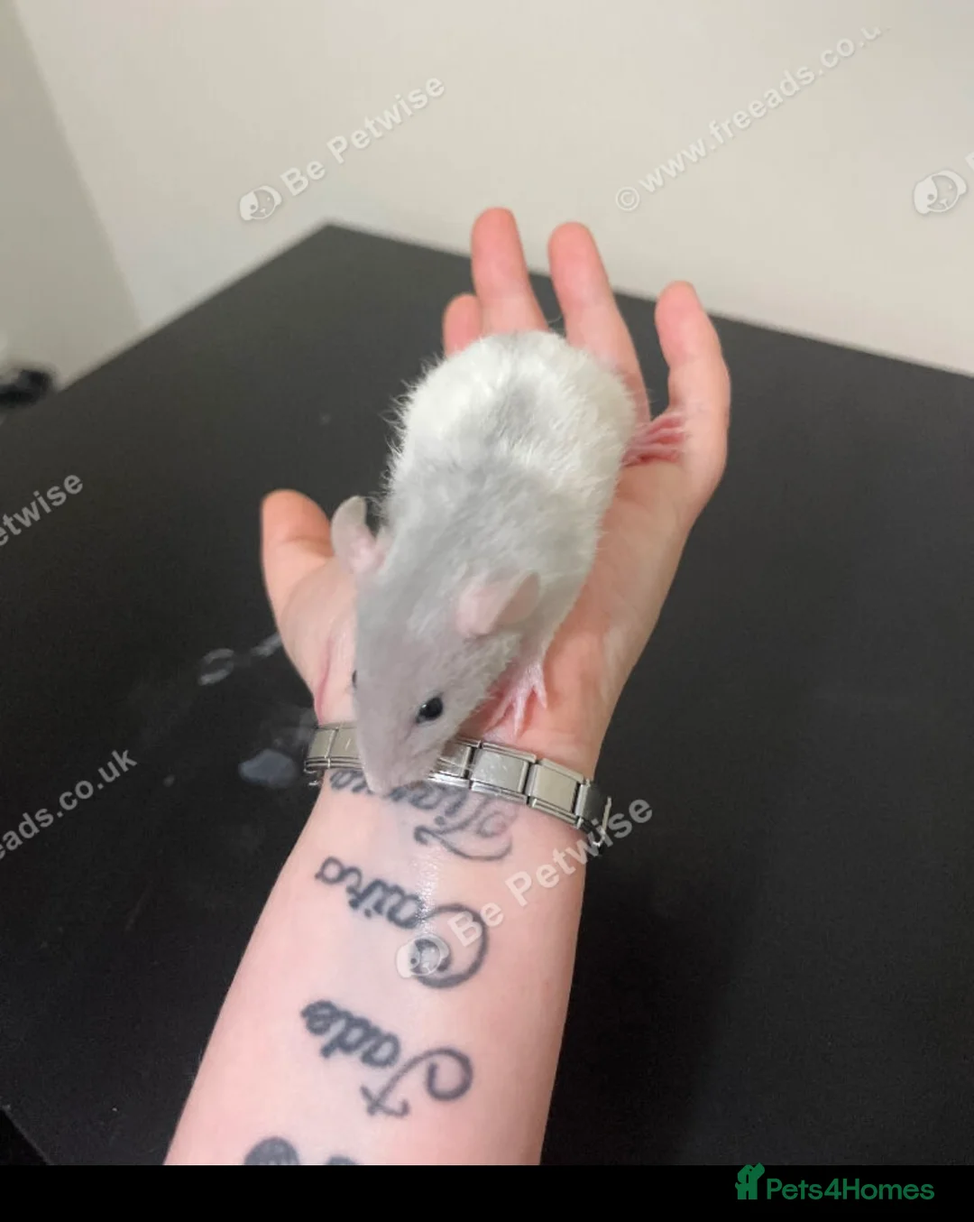 Rat rodents for sale: Baby rats for sale  - Advert 15