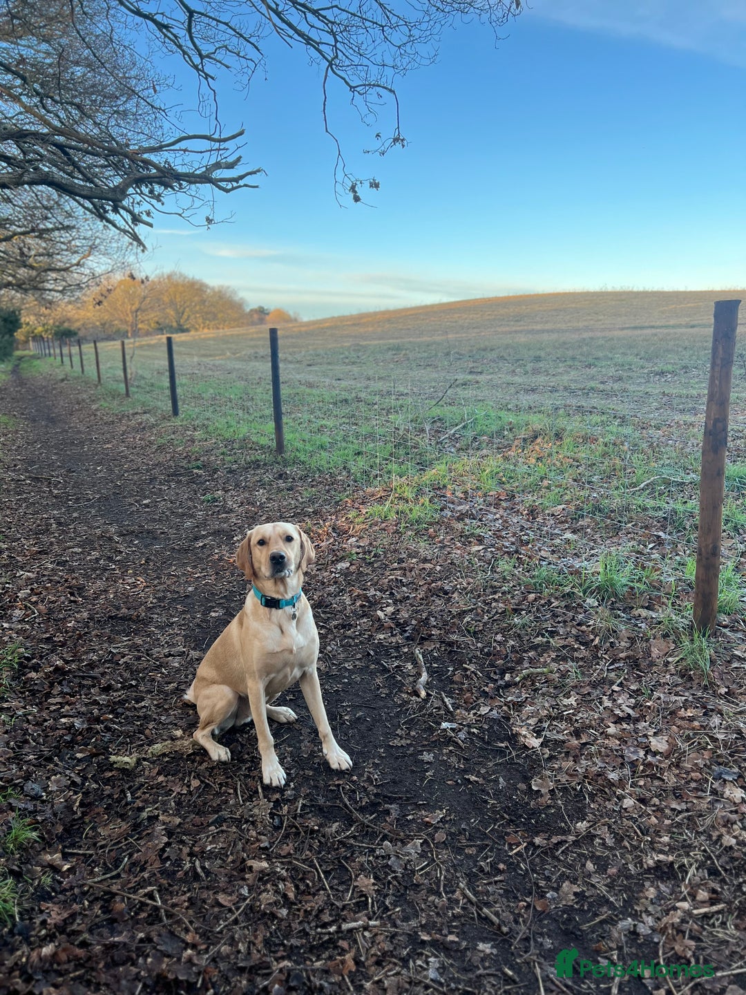 Labrador Retriever dogs for sale: Sensitive and Devoted Labrador  - Image 3