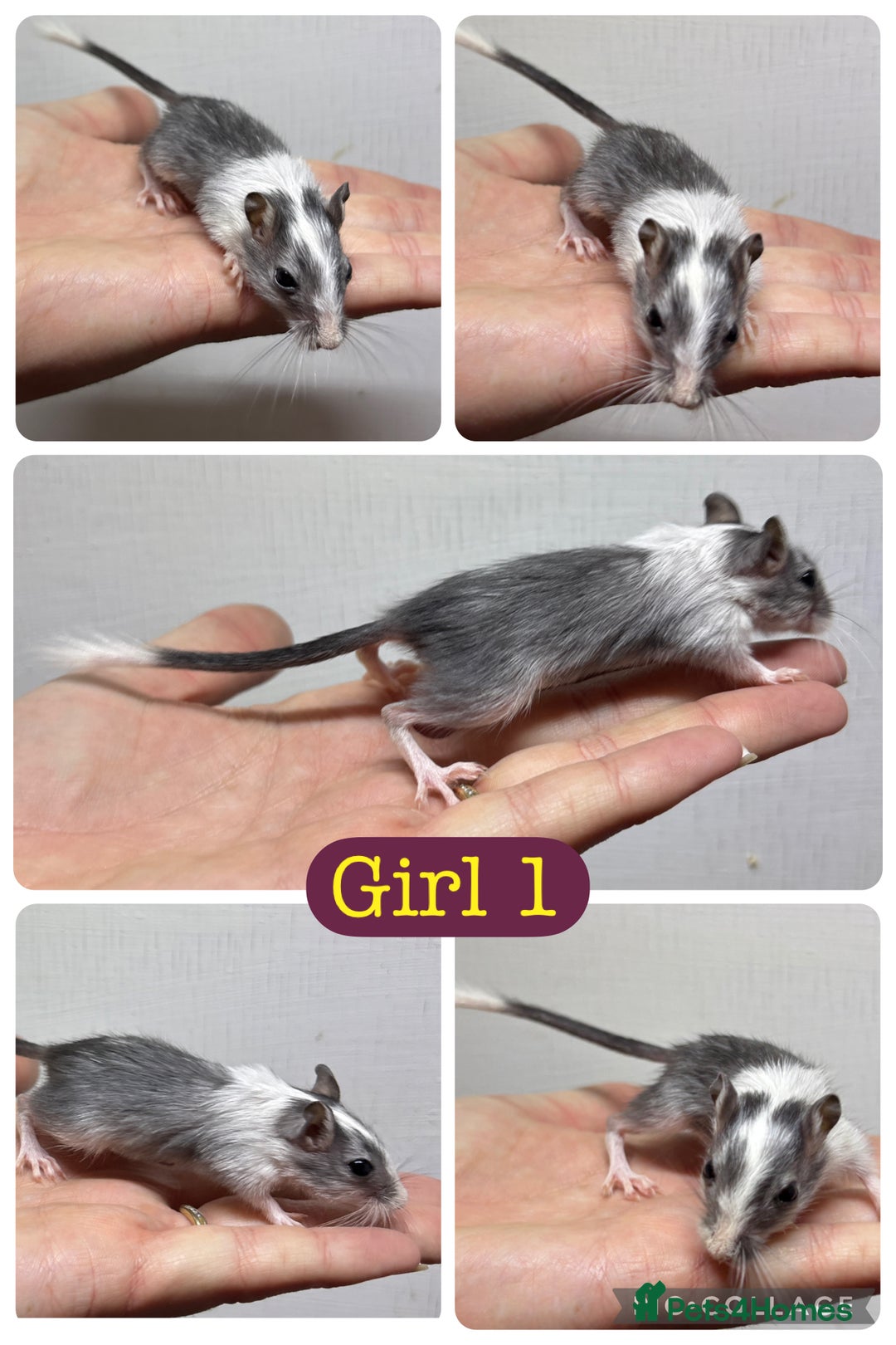 Gerbil rodents for sale: Beautiful friendly baby gerbils  - Image 10