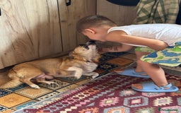 Mixed Breed dogs for adoption: OBI - a Lovely little puppy boy for a Loving Home - Image 16