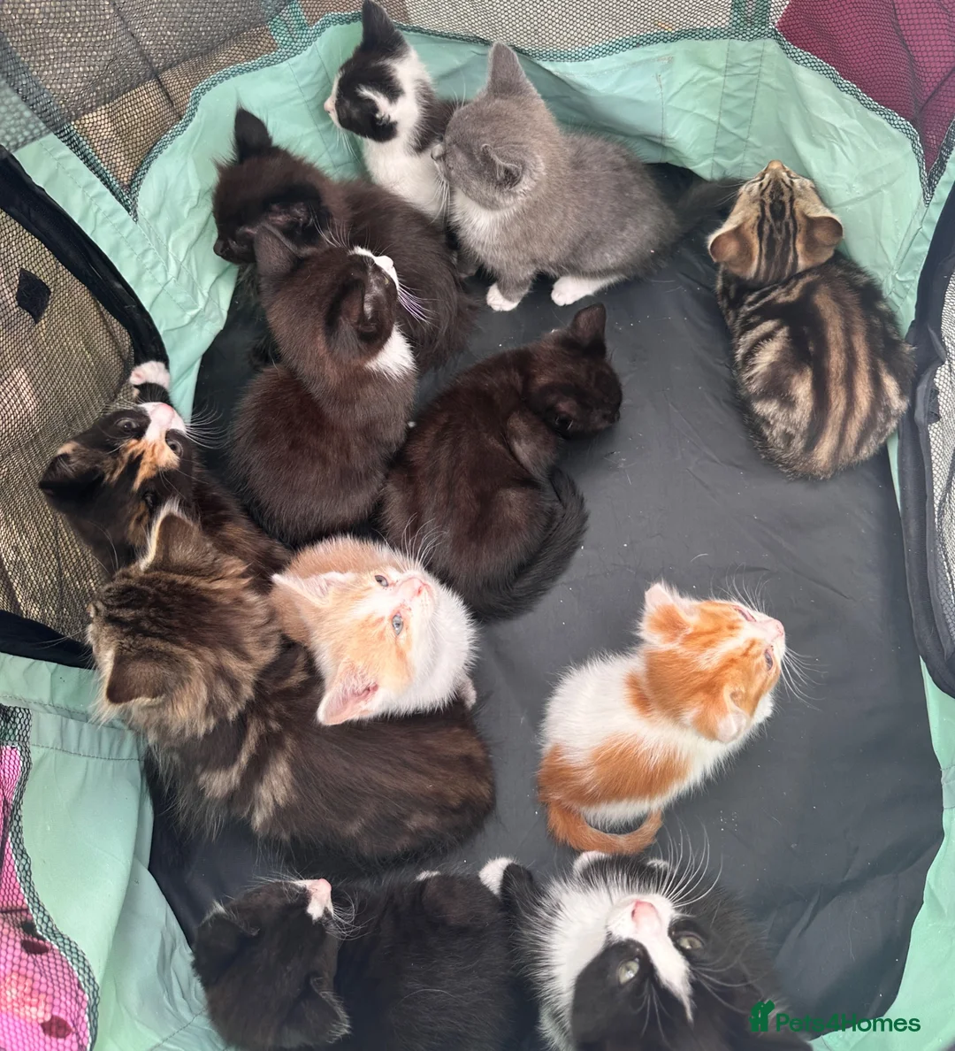 Mixed Breed cats for sale: Fluffy and cute a mixed bunch of paws  - Advert 6