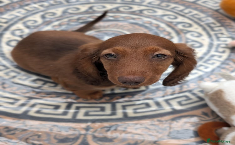 Miniature Dachshund dogs - Advert 1