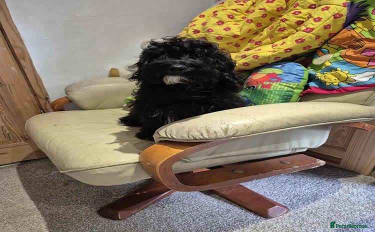 Shihpoo dogs - Advert 1