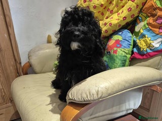 Shihpoo dogs - Advert 1
