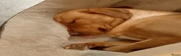 Labrador Retriever dogs for sale: Labrador retriever Apollo in Gillingham - Advert 3