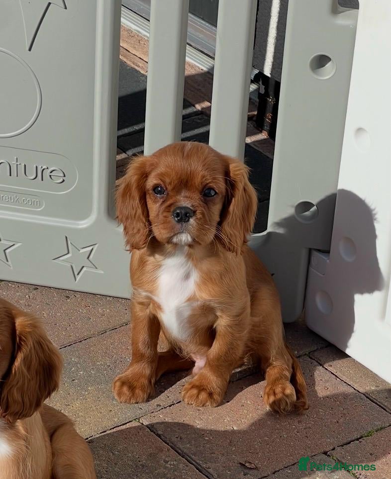 Cavalier King Charles Spaniel dogs Fully vaccinated KC HEALTH TESTED CAVALIER PUPPIES - Advert 2