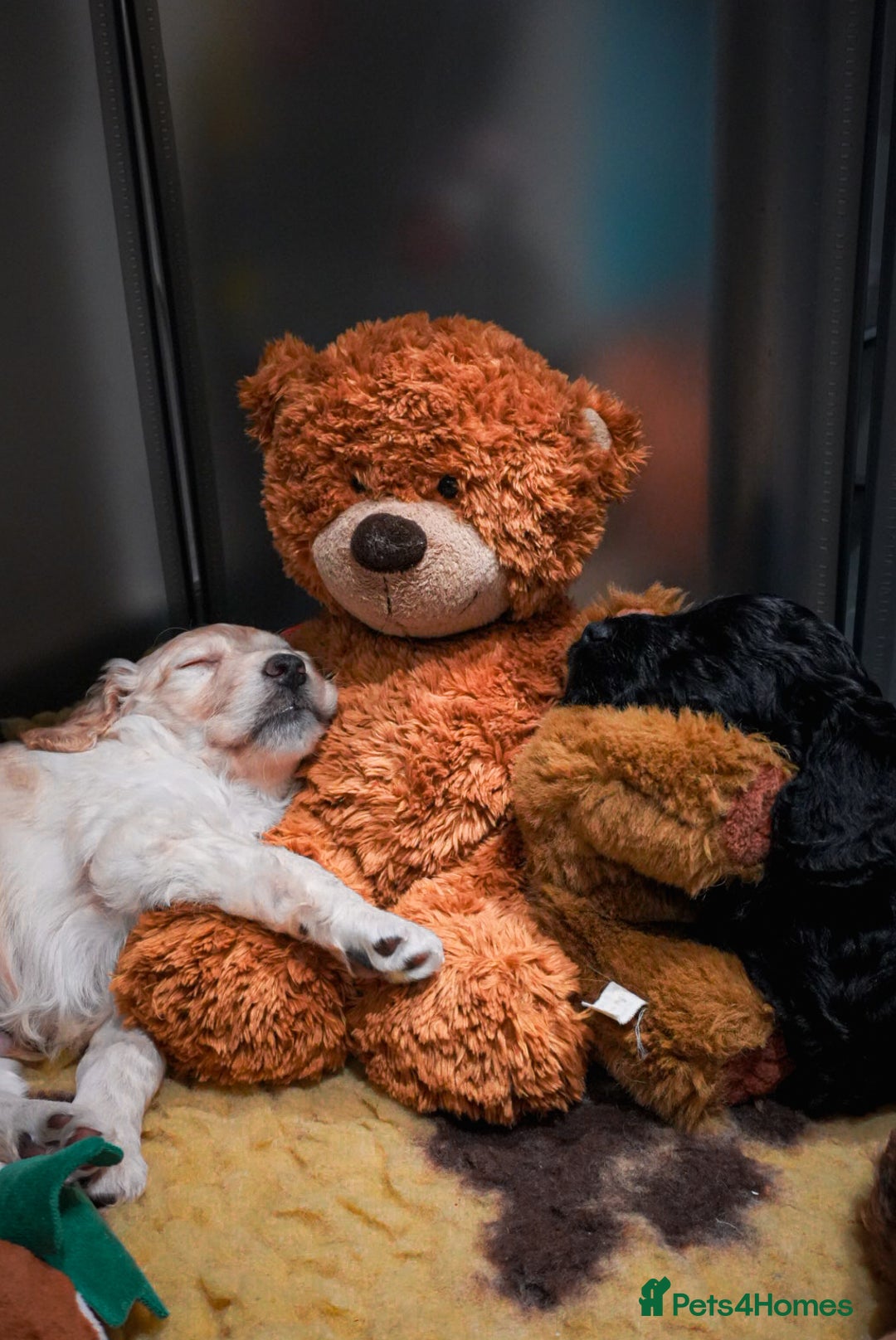 Cockapoo dogs for sale: Beautiful litter of cockerpoo puppies  - Advert 11