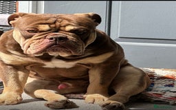 English Bulldog dogs for sale: Ralph  - Image 4