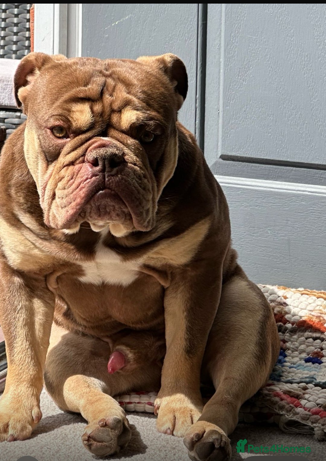 English Bulldog dogs for sale: Ralph  - Image 4