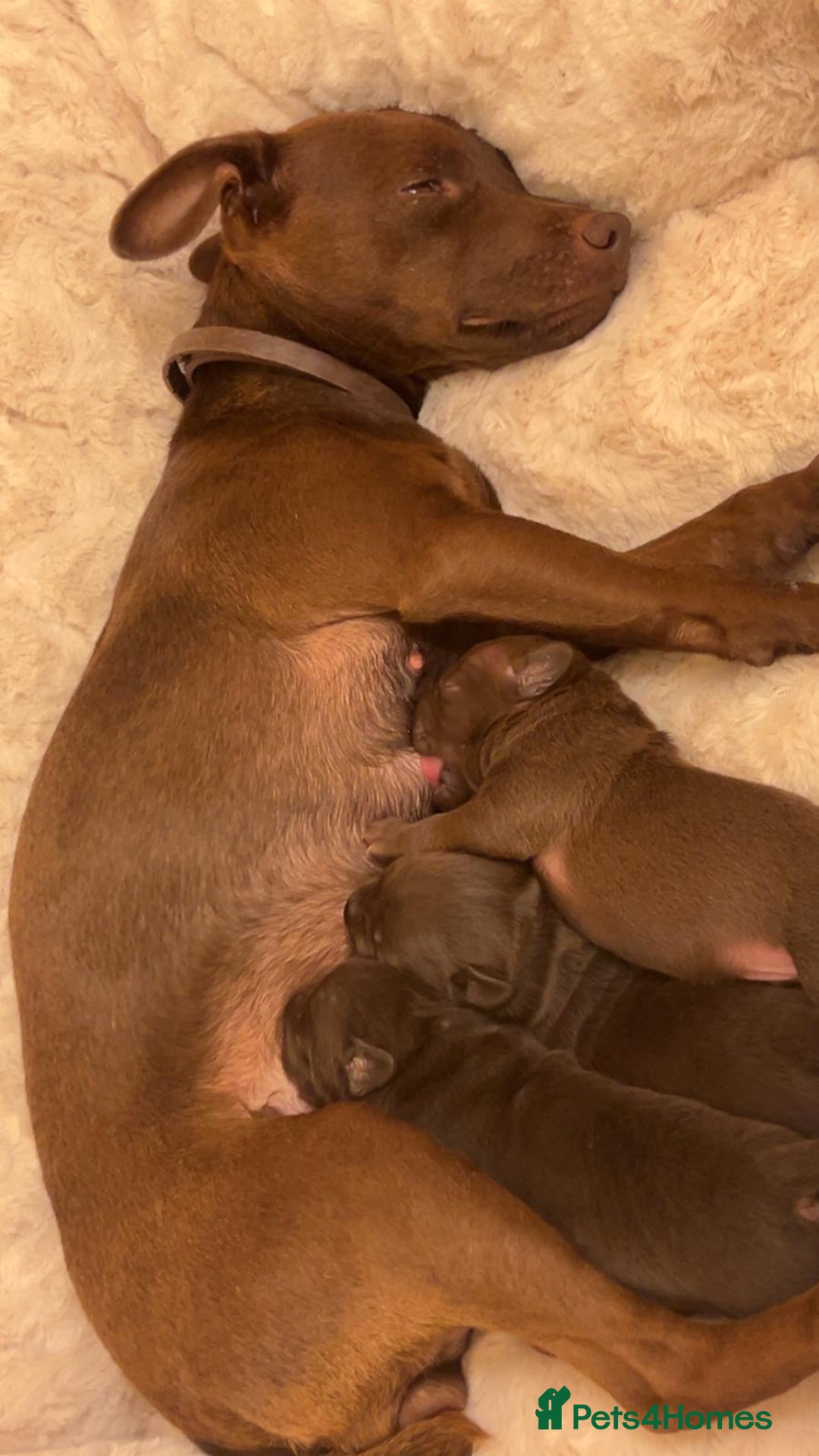 Patterdale Terrier dogs for sale: red patterdale pups  - Advert 6