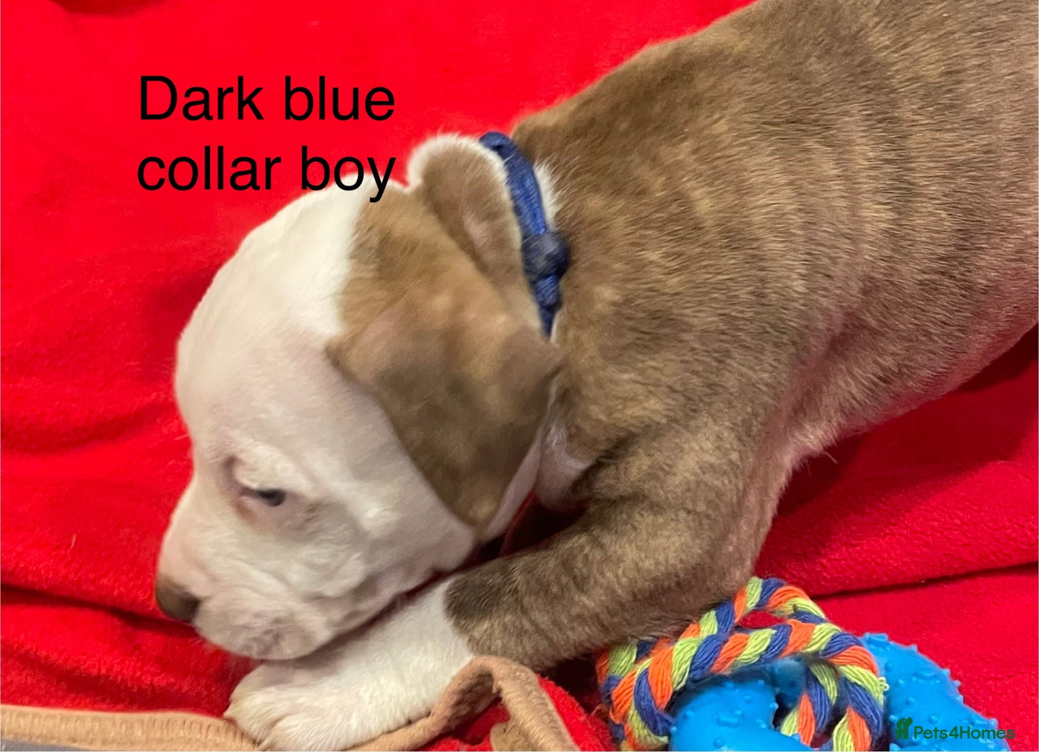 Staffordshire Bull Terrier dogs Stunning litter of staffies  - Advert 3