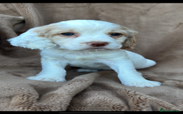 Cocker Spaniel dogs for sale: Gorgeous kc registered cocker spaniel puppies - Image 12