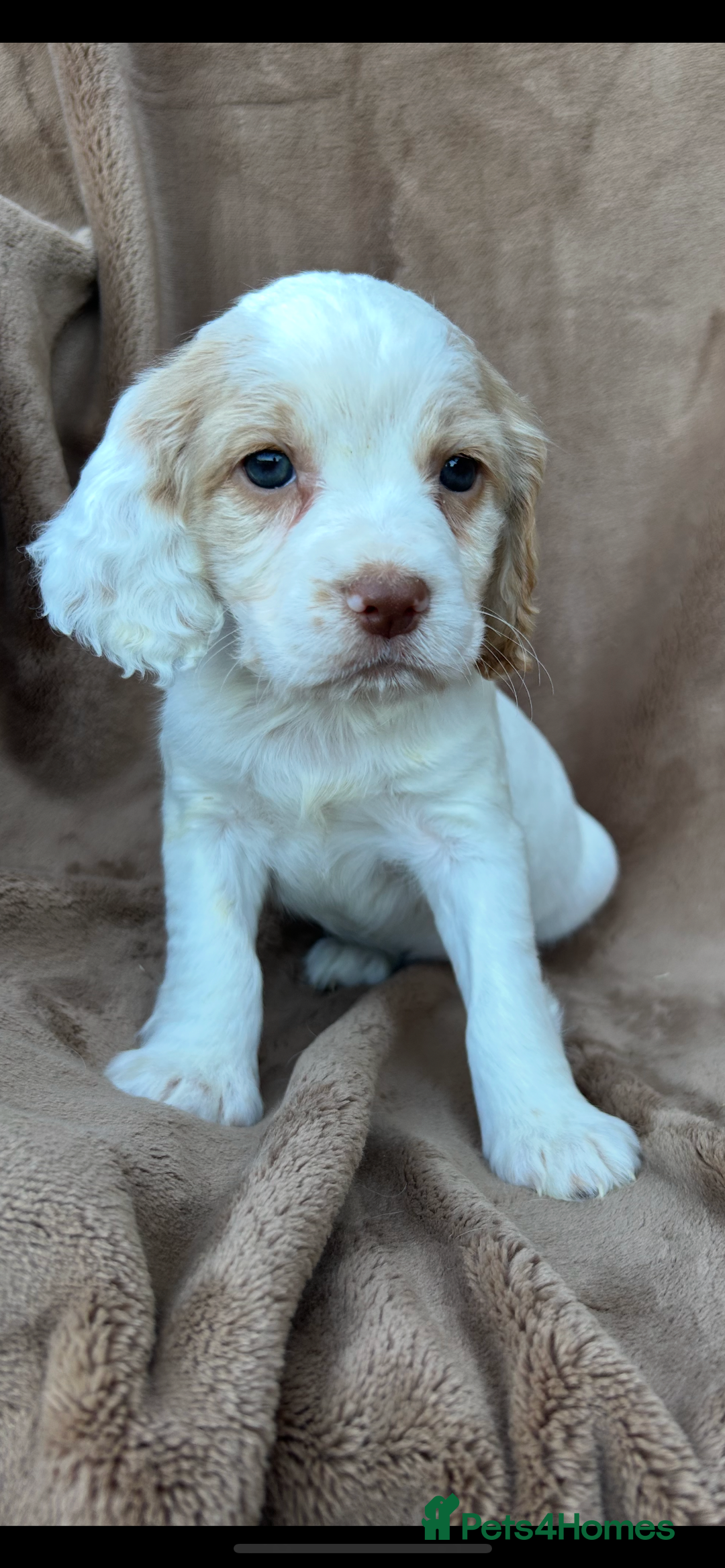 Cocker Spaniel dogs for sale: Gorgeous kc registered cocker spaniel puppies - Image 12