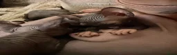 Sphynx cats for sale: 💙🩷 gorgeous sphynx baby’s 🩷💙 1 girl back up  - Advert 25