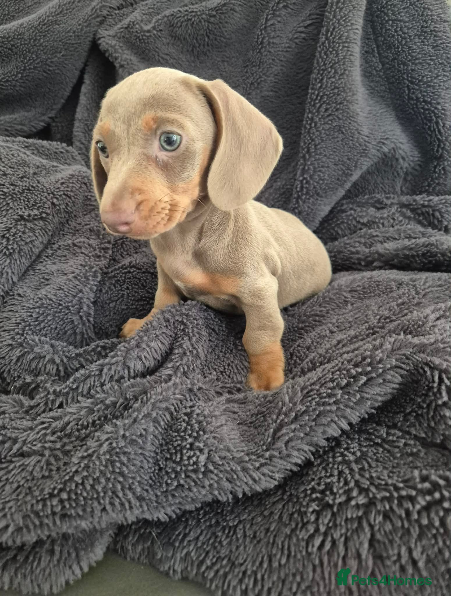 Miniature Dachshund dogs Last isabella & tanned girl ready NOW - Advert 2