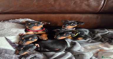 Miniature Pinscher dogs KC Registered 6 Pure Miniature Pinscher litter - Advert 1
