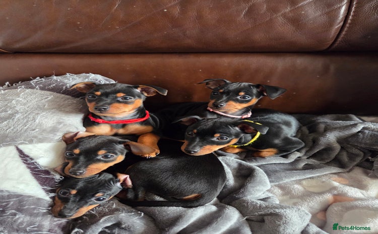 Miniature Pinscher dogs KC Registered 6 Pure Miniature Pinscher litter - Advert 2