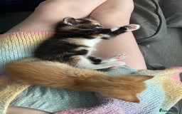 Mixed Breed cats for sale: British mixed breed **1 kitten left** - Image 15