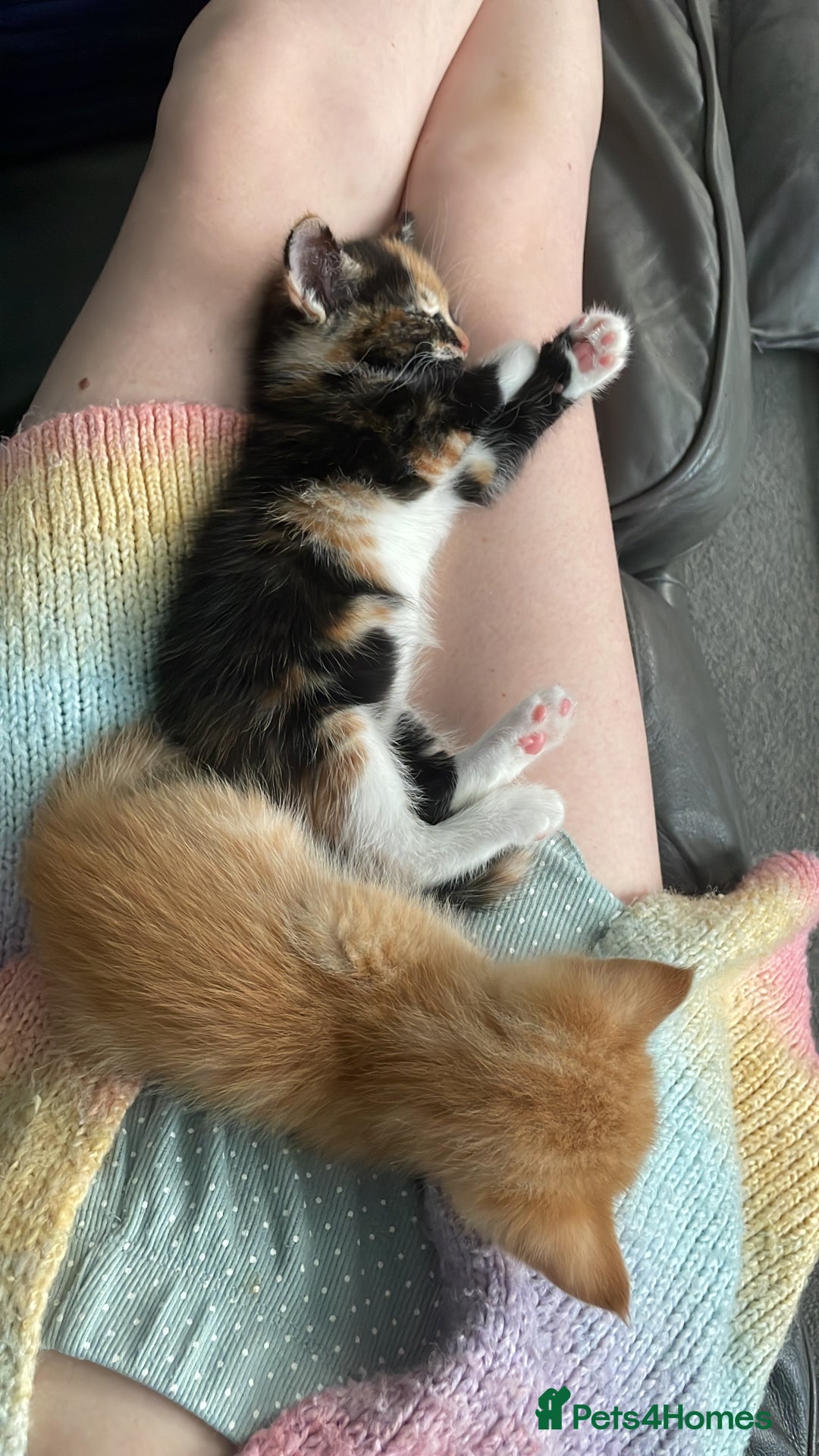Mixed Breed cats for sale: British mixed breed **1 kitten left** - Image 15