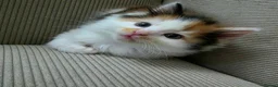 Mixed Breed cats for sale: Four Adorable Little Kittens Full of Personality - Advert 10