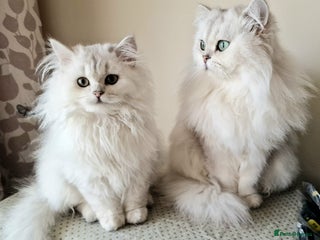 British Shorthair cats ❤ Pedigree British Short/Long Hair Kittens ❤ - Advert 8