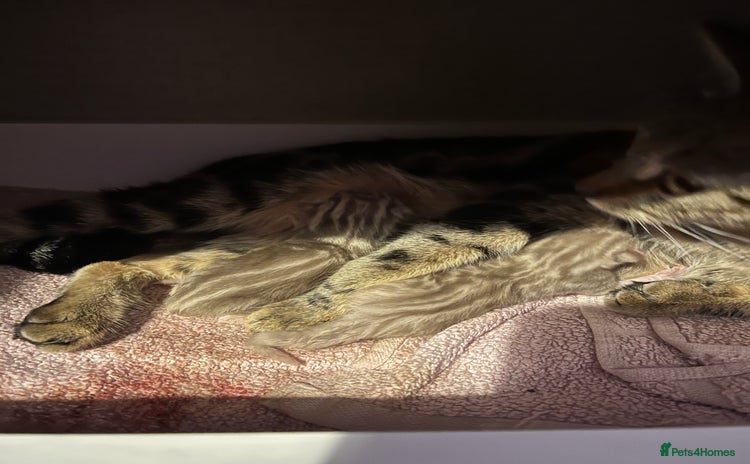 Bengal cats - Advert 3