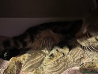 Bengal cats 3/4 Bengal Girls - Advert 10