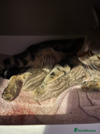 Bengal cats - Advert 4