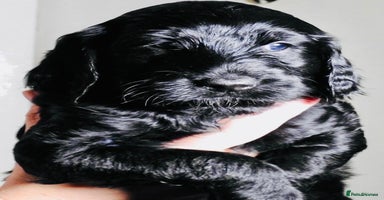 Mixed Breed dogs Irish doodle x Poodle Pointer puppies. Stunning!!! - Advert 1