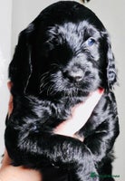 Mixed Breed dogs Irish doodle x Poodle Pointer puppies. Stunning!!! - Advert 11