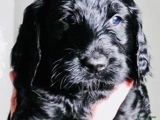 Mixed Breed dogs Irish doodle x Poodle Pointer puppies. Stunning!!! - Advert 5