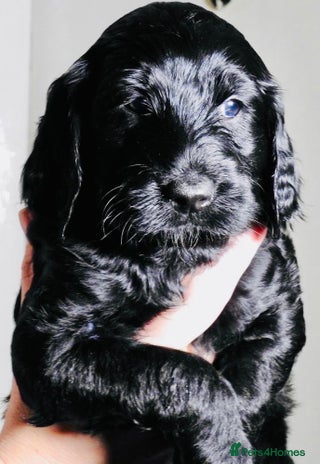 Mixed Breed dogs Irish doodle x Poodle Pointer puppies. Stunning!!! - Advert 2
