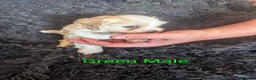 Cavachon dogs for sale: Cavachon puppies in Cleator Moor - Advert 8