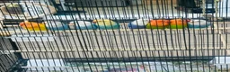 Lovebirds birds for sale: Beautiful Lovebirds  Male & Female with DNA - Advert 2