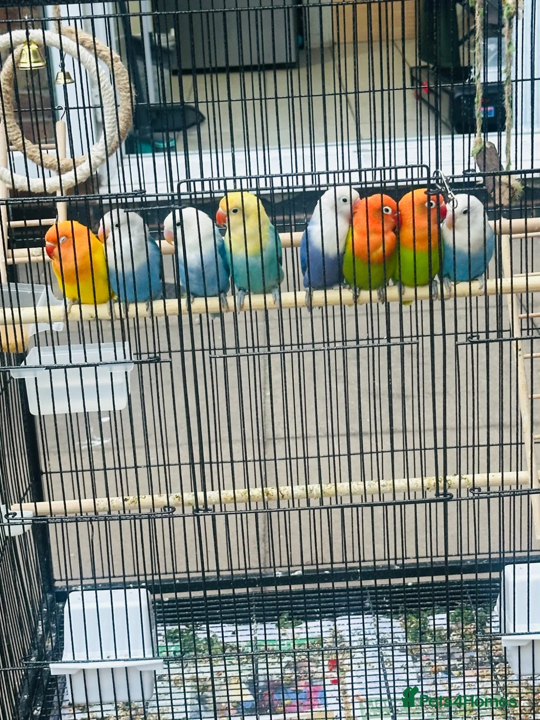 Lovebirds birds for sale: Beautiful Lovebirds  Male & Female with DNA - Advert 2