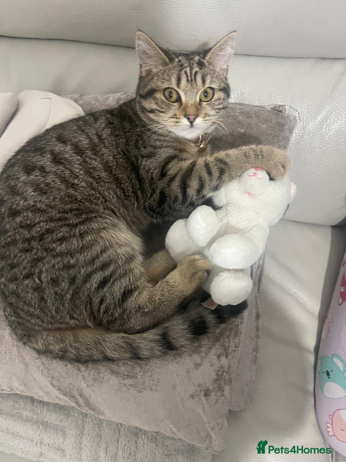 Mixed Breed cats Beautiful mixed kitten - Advert 1