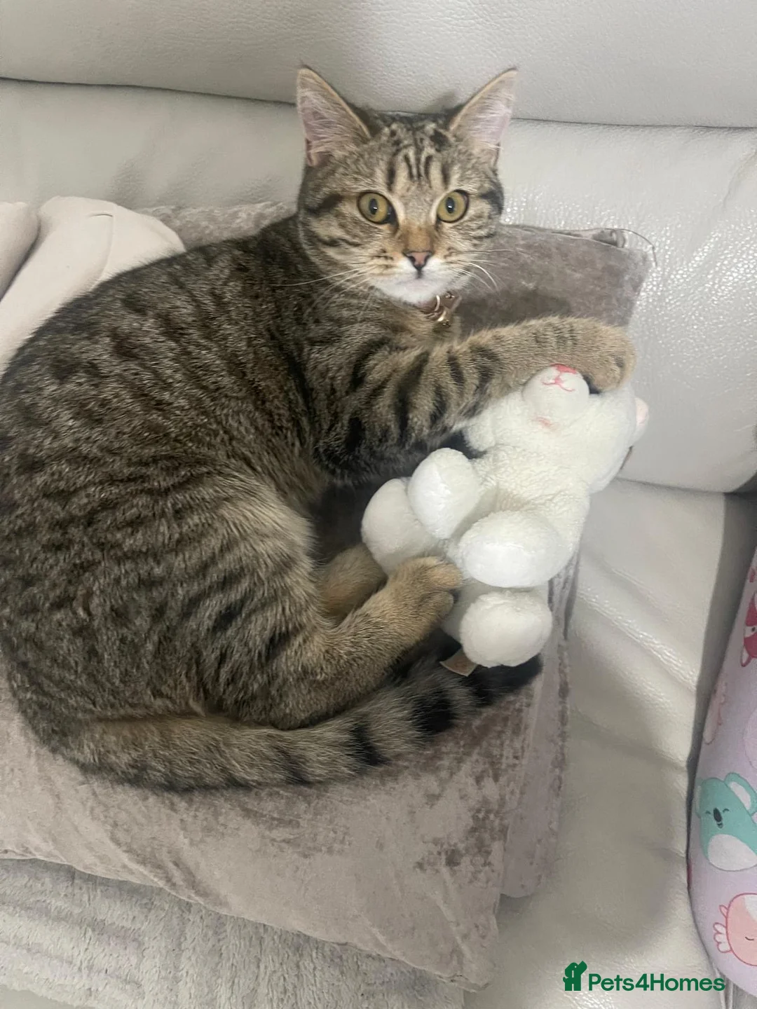 Mixed Breed cats for sale: Beautiful mixed kitten in London - Advert 1