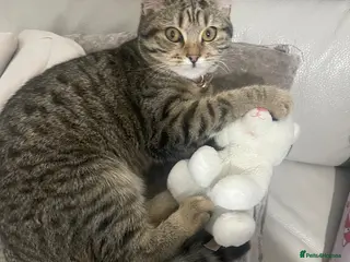 Mixed Breed cats Beautiful mixed kitten - Advert 2