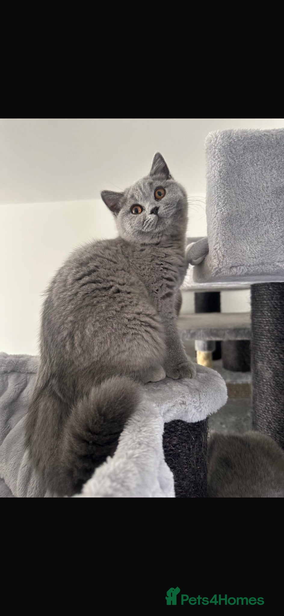 British Shorthair cats BSH kitten girls pedigree champion line - Advert 2