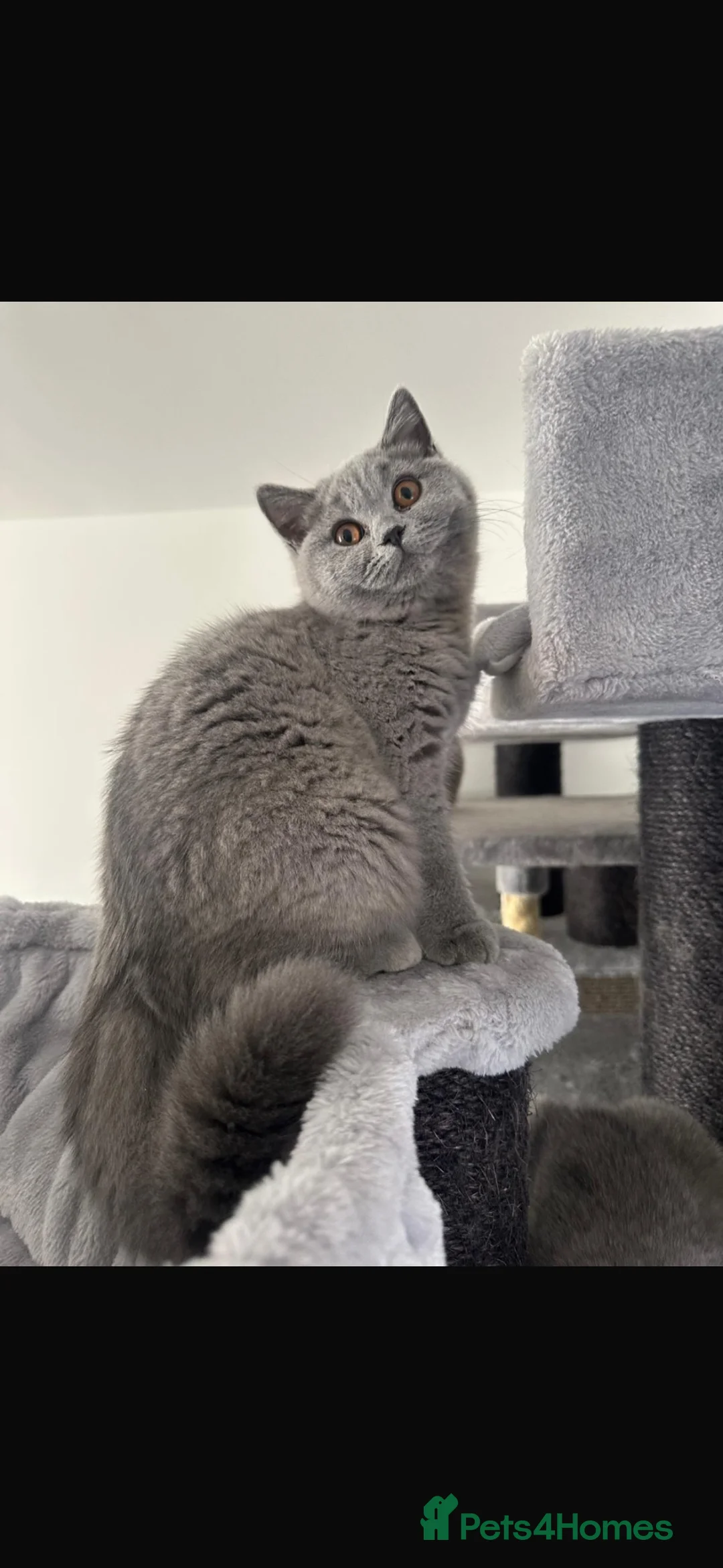 British Shorthair cats for sale: BSH kitten girls pedigree champion line - Advert 2