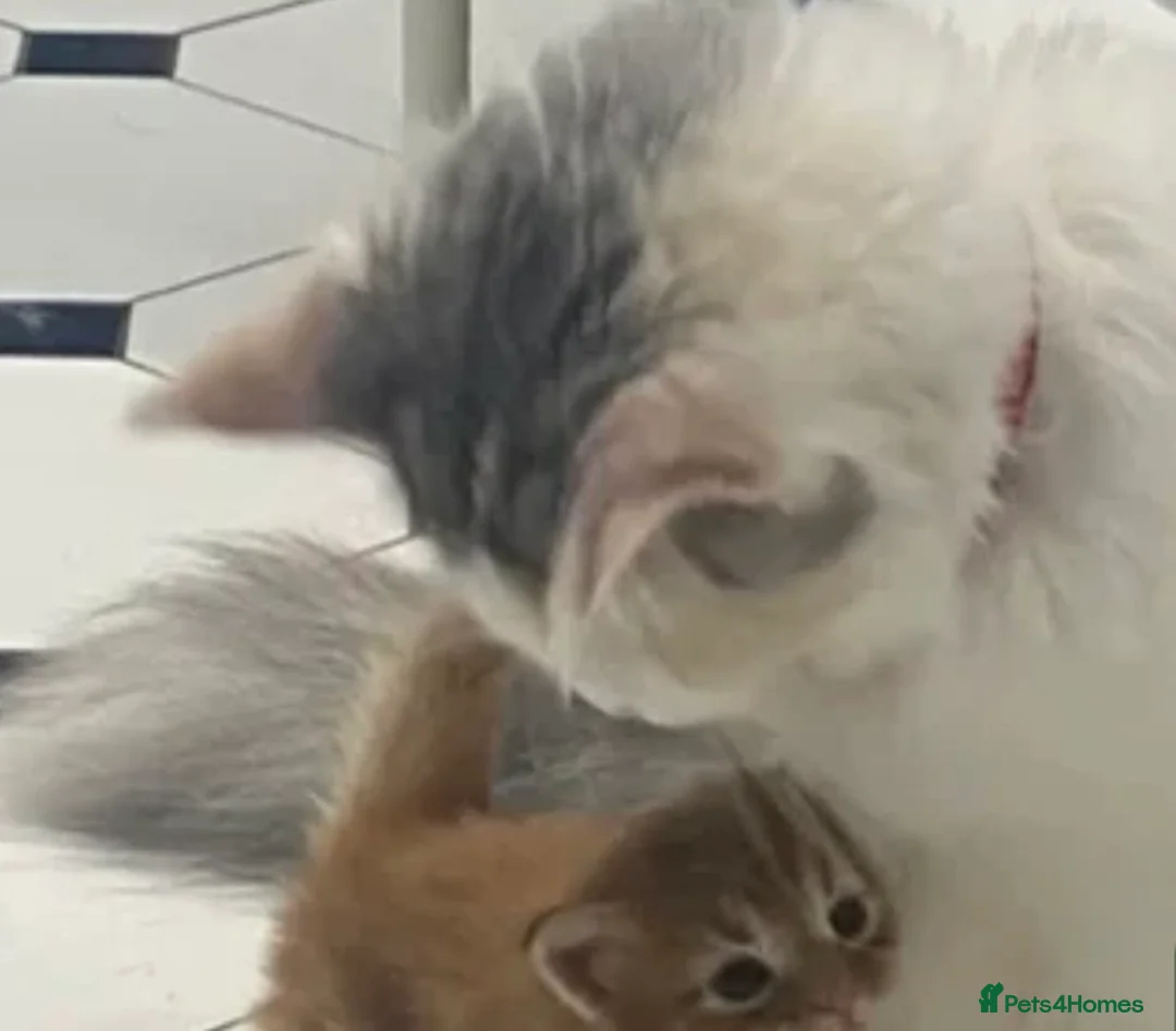 Mixed Breed cats for sale: Stunning Maine coon cross kittens 🐈 😀🌸 - Advert 1