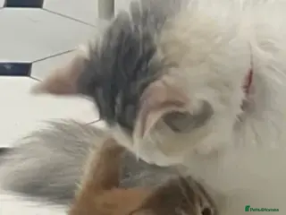 Mixed Breed cats Stunning Maine coon cross kittens 🐈 😀🌸 - Advert 4