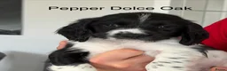 English Springer Spaniel dogs for sale: KC Registered English Springer Spaniel puppies - Advert 8